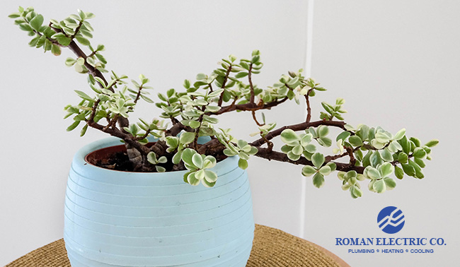 plants that help your indoor air quality